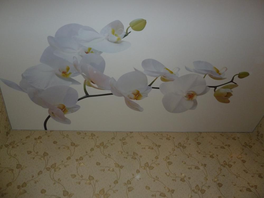 Фотопечать на натяжном потолке: цветы, белые орхидеи. Лиски