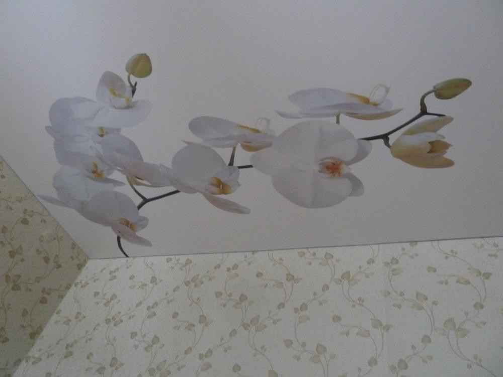 Фотопечать на натяжном потолке: цветы, белые орхидеи. Лиски 4 фото 